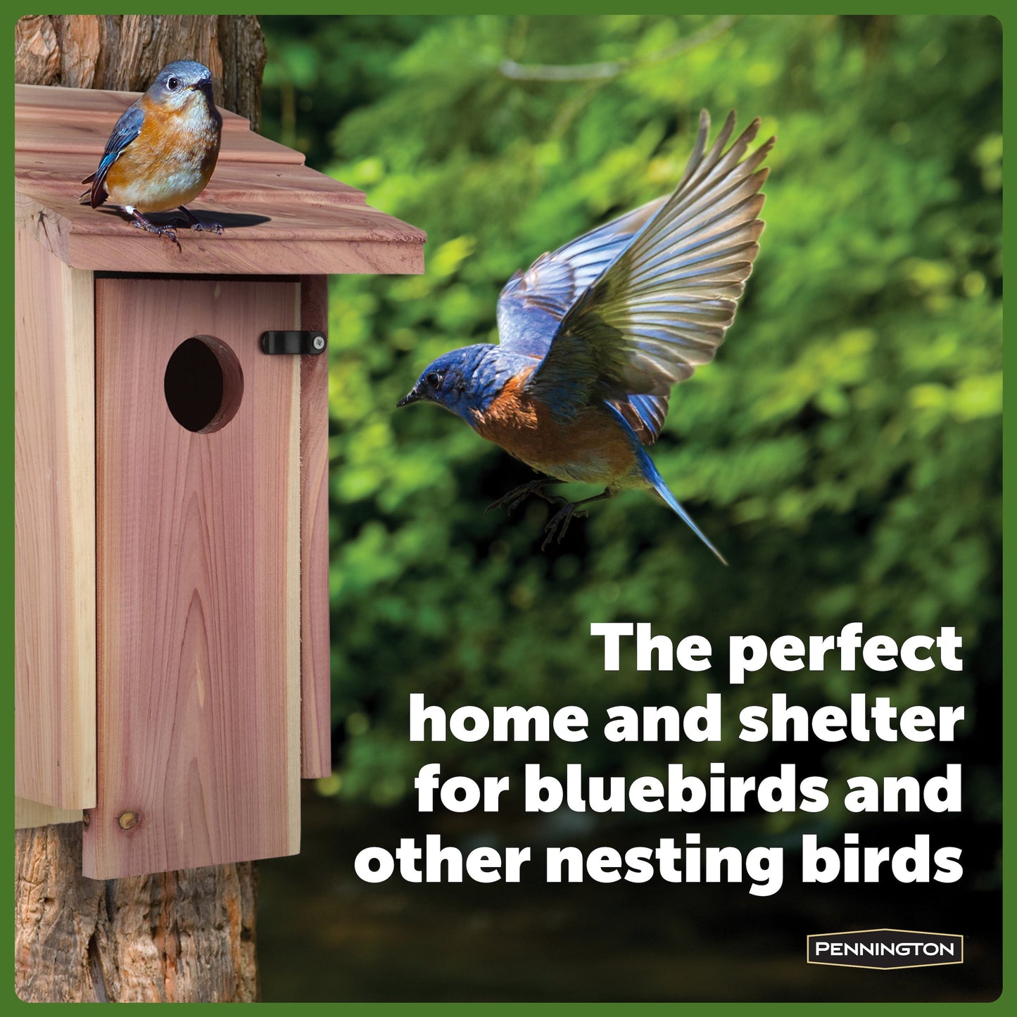 Red Cedar Bluebird Wild Bird House, 2 Pack 13'' Tall